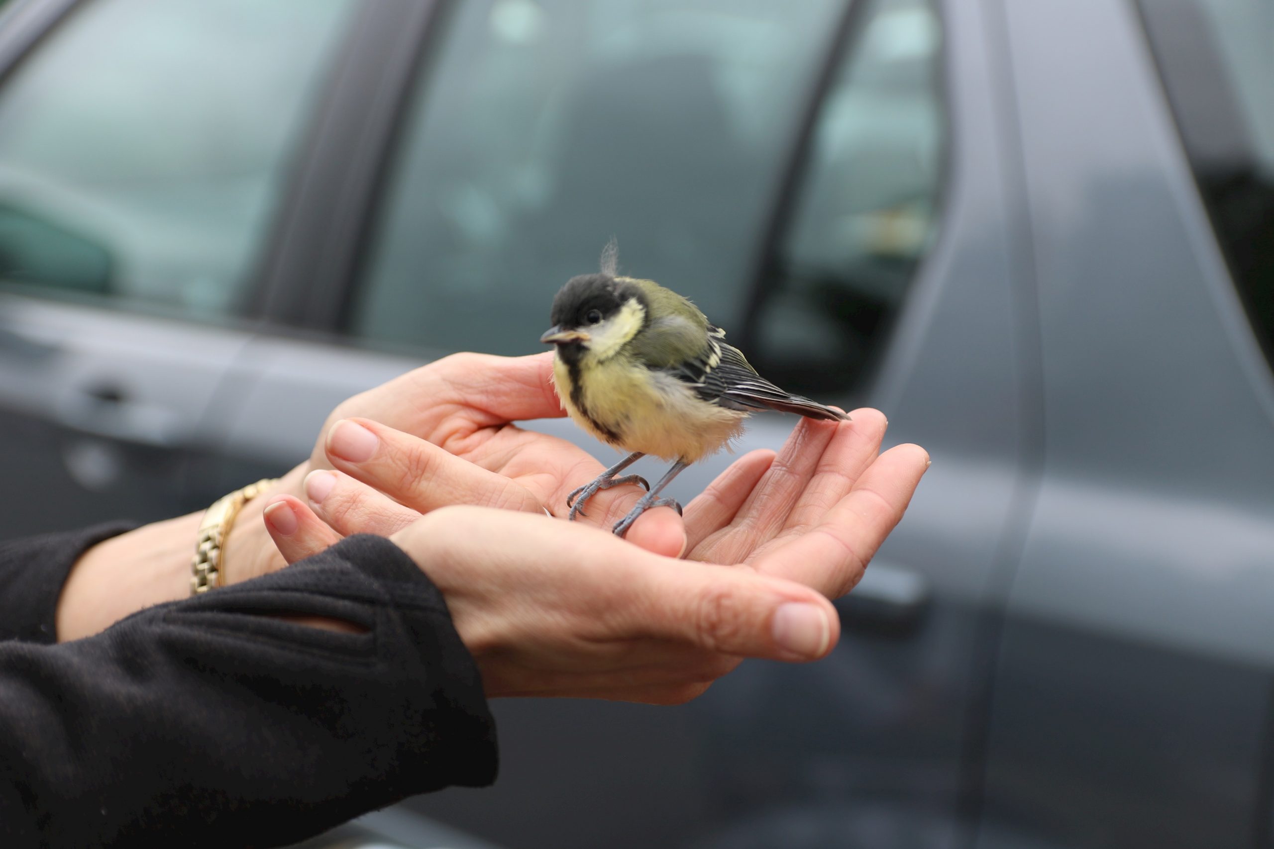 SURBITON HIGH SCHOOL SAVE BABY GREAT TIT | Surbiton High School